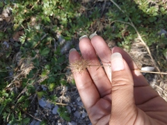 Trifolium angustifolium