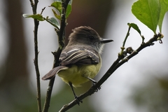 Myiarchus cephalotes
