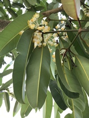 Calophyllum soulattri
