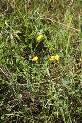 Lotus corniculatus