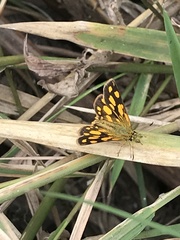 Metisella midas
