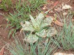 Aloe greatheadii davyana