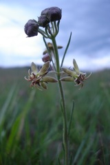 Miraglossum pulchellum