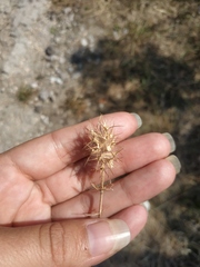 Trifolium angustifolium