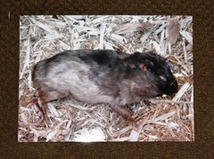 Cavia porcellus