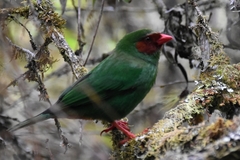 Chlorornis riefferii