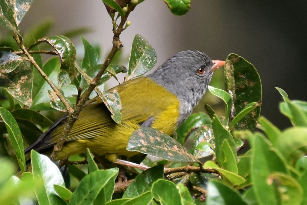 Gray-Hooded Bush Tanager
