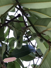 Calophyllum soulattri