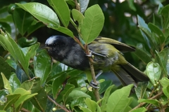 Conirostrum albifrons