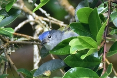 Conirostrum albifrons