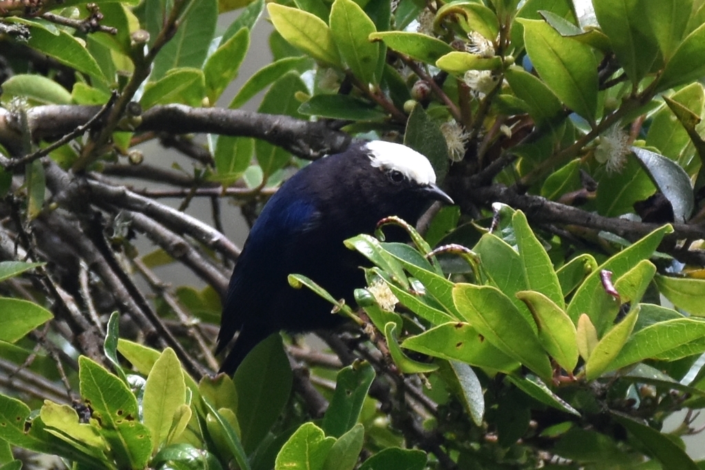 Capped Conebill photo