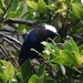 Capped Conebill - Photo (c) Nick Moore, some rights reserved (CC BY-NC), uploaded by Nick Moore