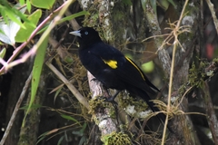 Cacicus chrysonotus