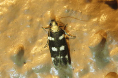 Filatima arizonella