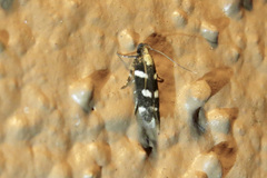 Filatima arizonella