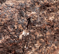 Ecchlorolestes peringueyi