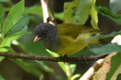 Cnemoscopus rubrirostris