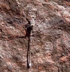 Ecchlorolestes peringueyi