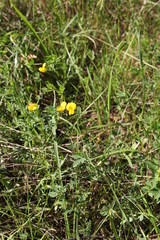 Lotus corniculatus