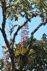 Tillandsia tovarensis