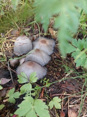 Coprinopsis atramentaria