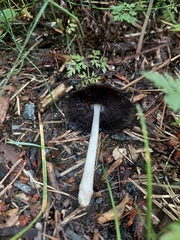 Coprinopsis atramentaria