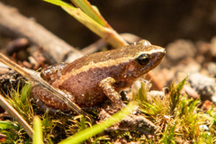 Arthroleptis xenodactyloides