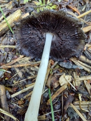 Coprinopsis atramentaria