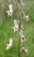 Cyphia longifolia
