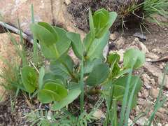 Raphionacme hirsuta