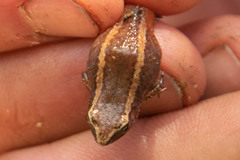 Arthroleptis xenodactyloides