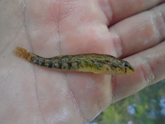 Etheostoma coosae