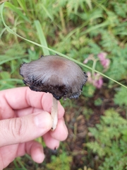 Coprinopsis atramentaria