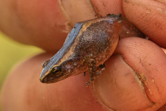 Arthroleptis xenodactyloides