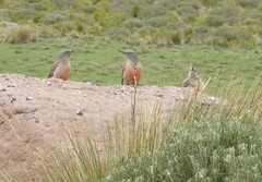 Geocolaptes olivaceus