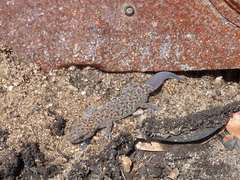 Pachydactylus affinis