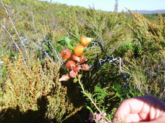 Erica blenna grandiflora