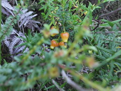 Erica blenna grandiflora