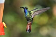 Campylopterus falcatus