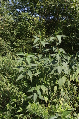 Helianthus tuberosus