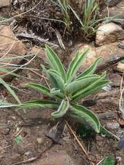 Raphionacme galpinii