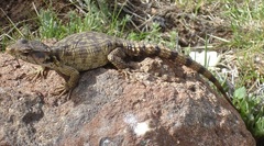 Pseudocordylus subviridis