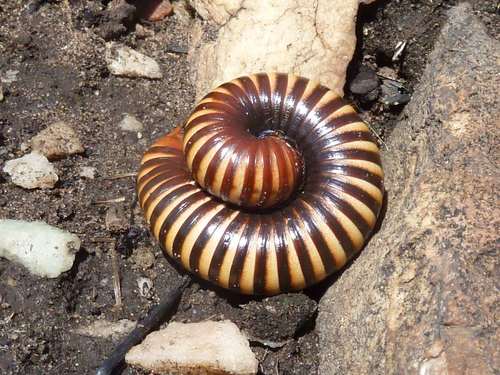 Zinophora diplodonta