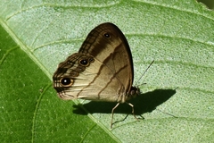 Euptychoides laccine