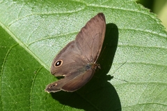 Euptychoides laccine