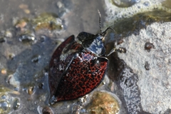 Cyrtonota textilis