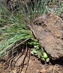 Anacampseros rufescens