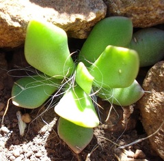 Anacampseros rufescens