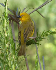 Holub's Golden Weaver photo 4