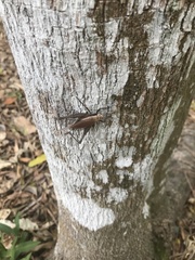 Eneoptera surinamensis